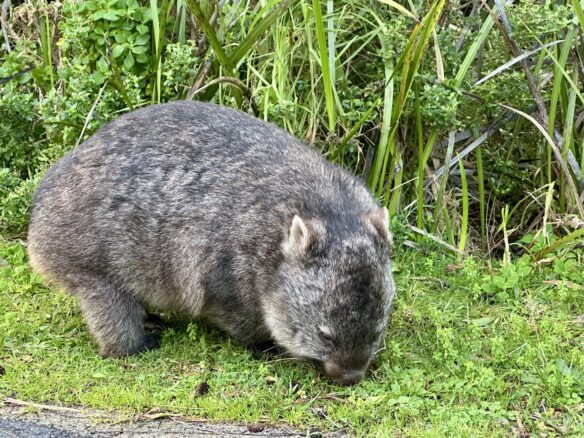 A wombat foraging in Wilsons Promontory, Australia.