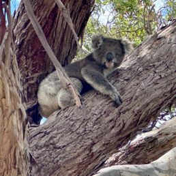 A koala holding onto a tree in Portland, Victoria.