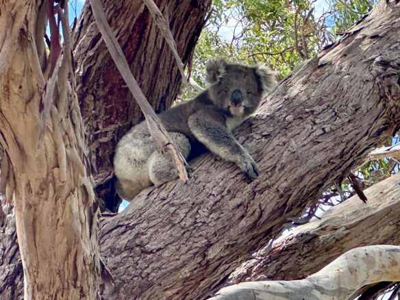 A koala holding onto a tree in Portland, Victoria.
