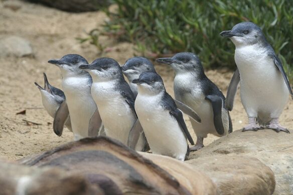 Several Little Penguins close together in Phillip Island, Victoria. 