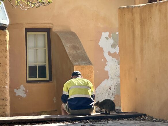 A quokka next to a worker in Thomson Bay in Rottnest Island.