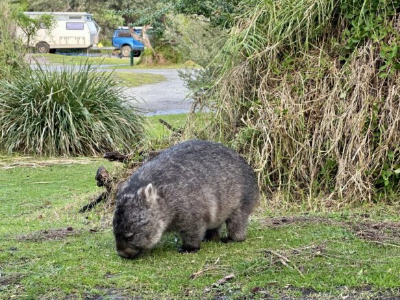 A wombat foraging in Wilsons Promontory with caravans in the background.