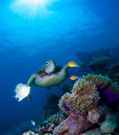 A turtle swimming underwater above coral in Australia's Great Barrier Reef.