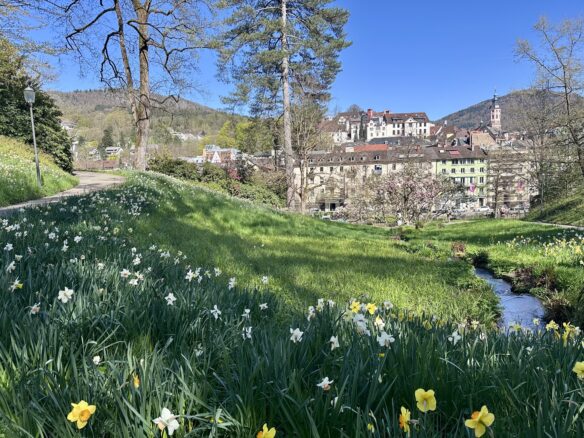 Spring flowers overlooking Baden-Baden, Germany